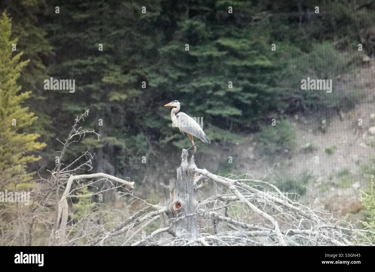 great blue heron, Ardea herodias),large wading bird ,family Ardeidae, common near the shores, open water,wetlands,North America - Smartphone Captured Stock Image