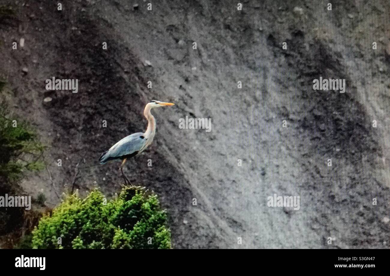 great blue heron, Ardea herodias),large wading bird ,family Ardeidae, common near the shores, open water,wetlands,North America - Smartphone Captured Stock Image