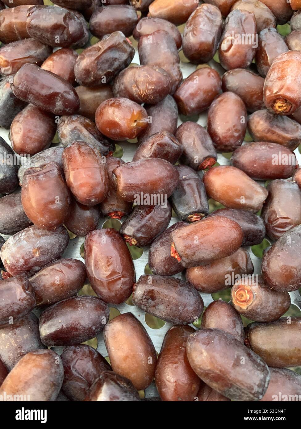 Dates drying on a rack Stock Photo Alamy
