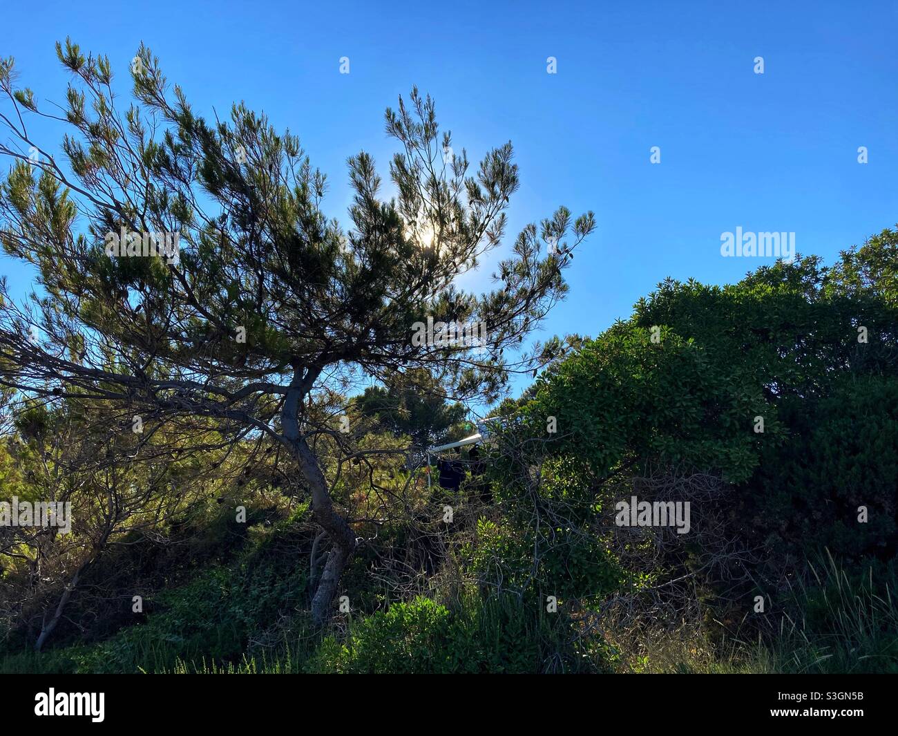 Pine - Smartphone Captured Stock Image