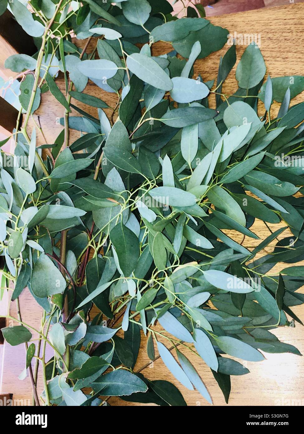 Eucalyptus leaves hi-res stock photography and images - Alamy
