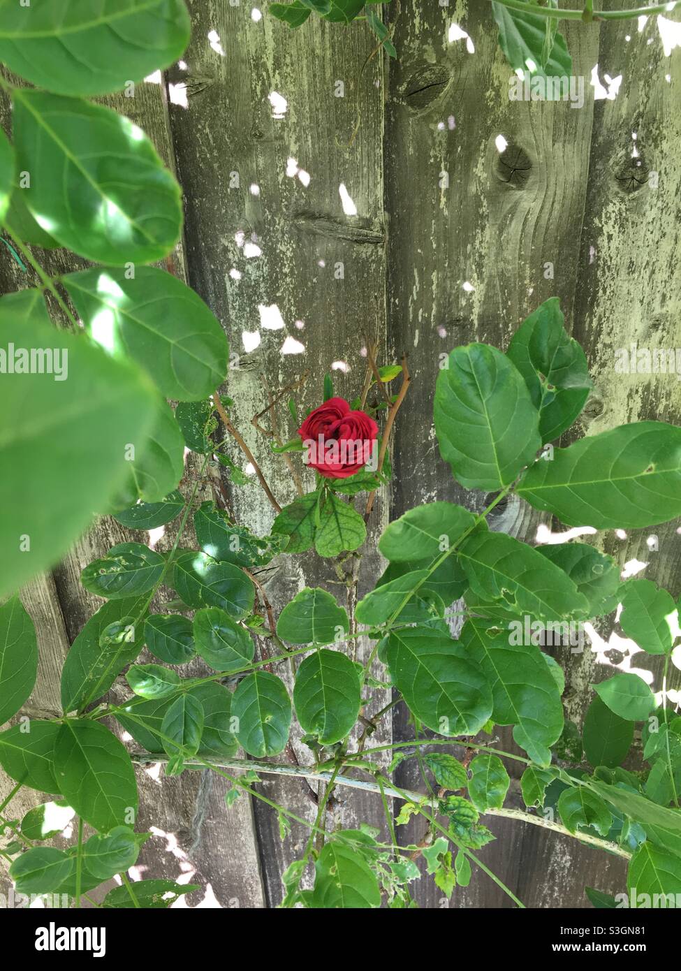 English red rose - growing against a rustic wooden fence surrounded by ...