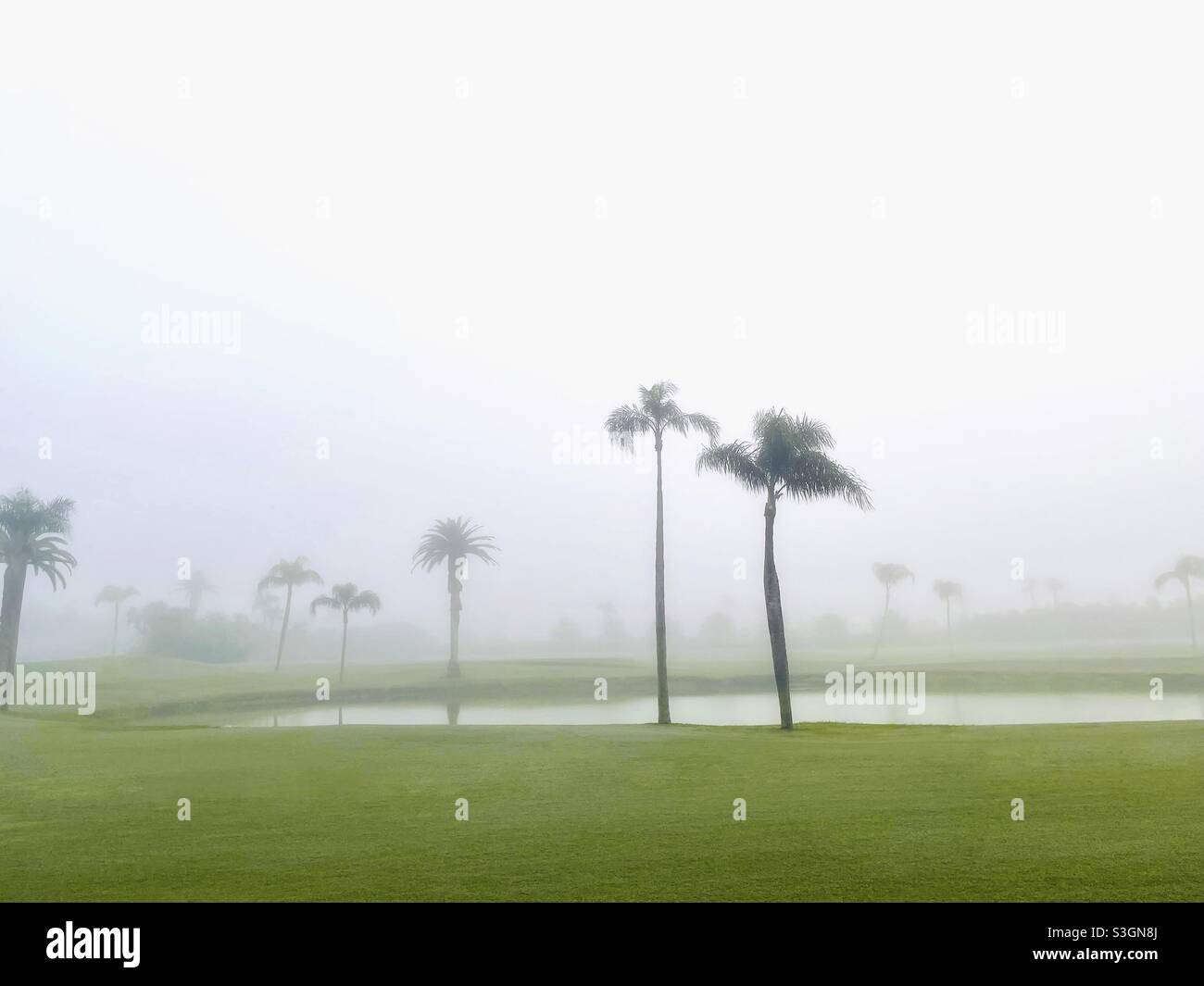 Palm trees and pond in fog - Smartphone Captured Stock Image Palm trees and pond in fog - Smartphone Captured Stock Image