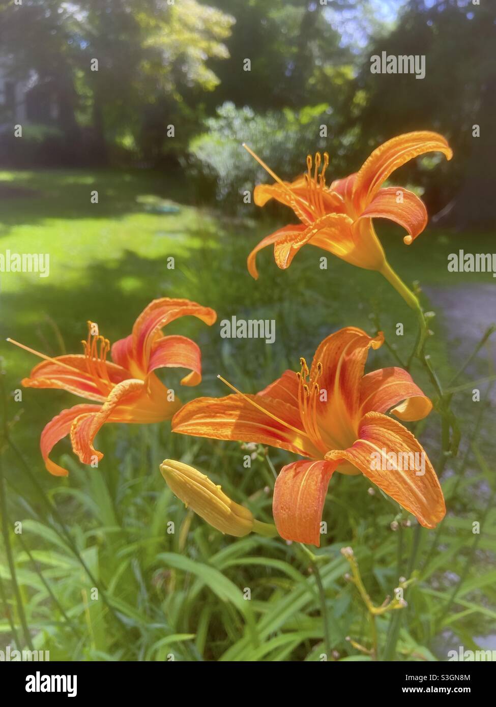 Orange day lilies aka ditch lily or tawny daylily in a summer garden. A fleeting beauty, its ephemeral blooms only last one day. - Smartphone Captured Stock Image