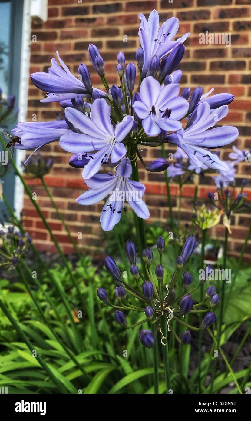 Purple Agapanthus Flower Stock Photo