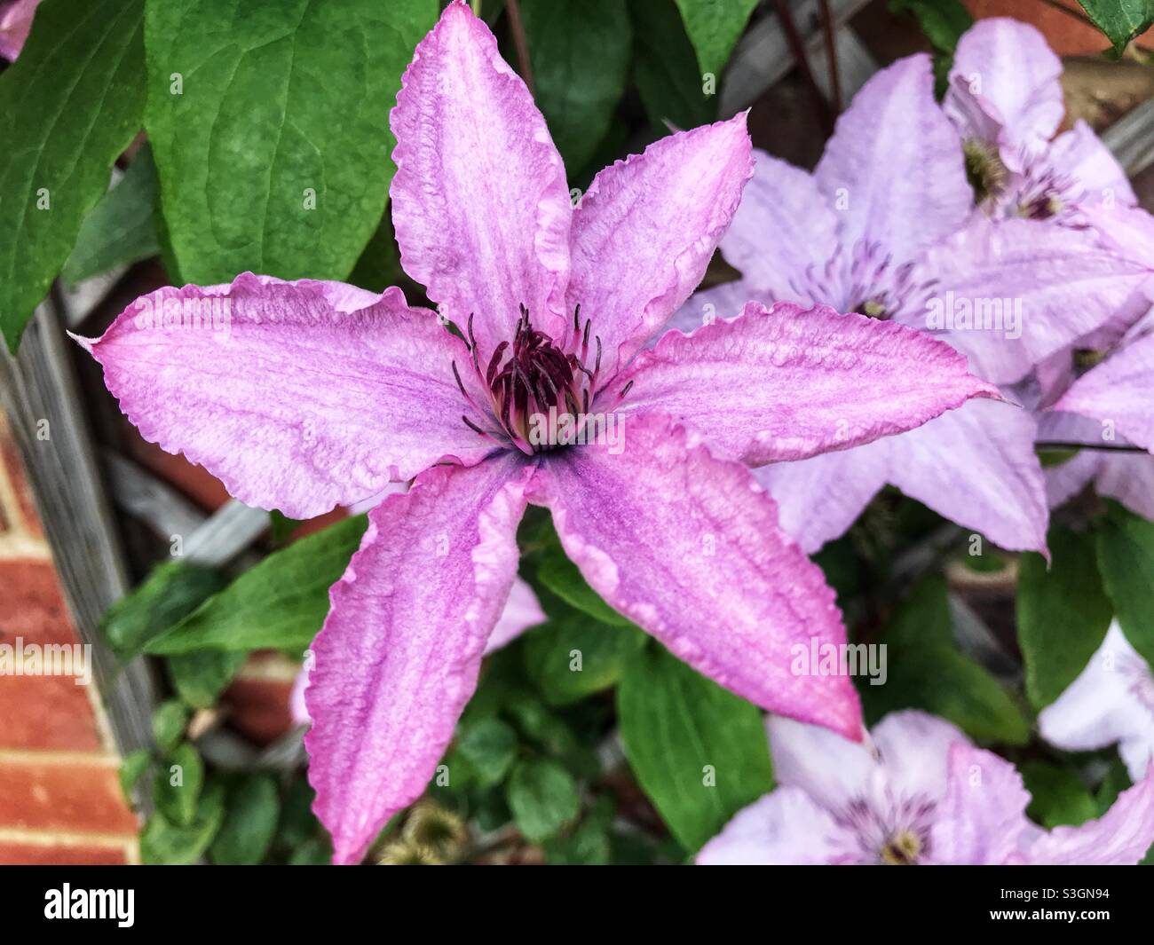 Pink Clematis Growing up trellis - Smartphone Captured Stock Image