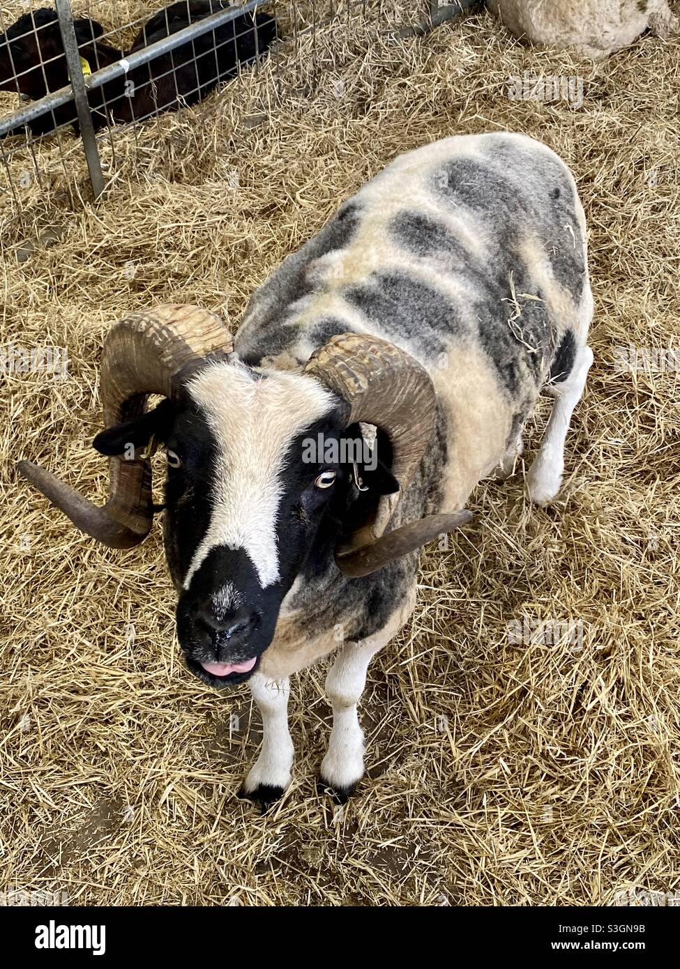Ram at Cotswold farm park - Smartphone Captured Stock Image