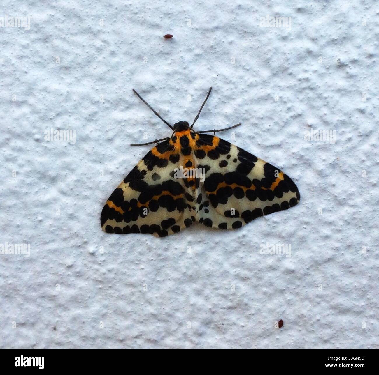 Black white orange moth hi-res stock photography and images - Alamy