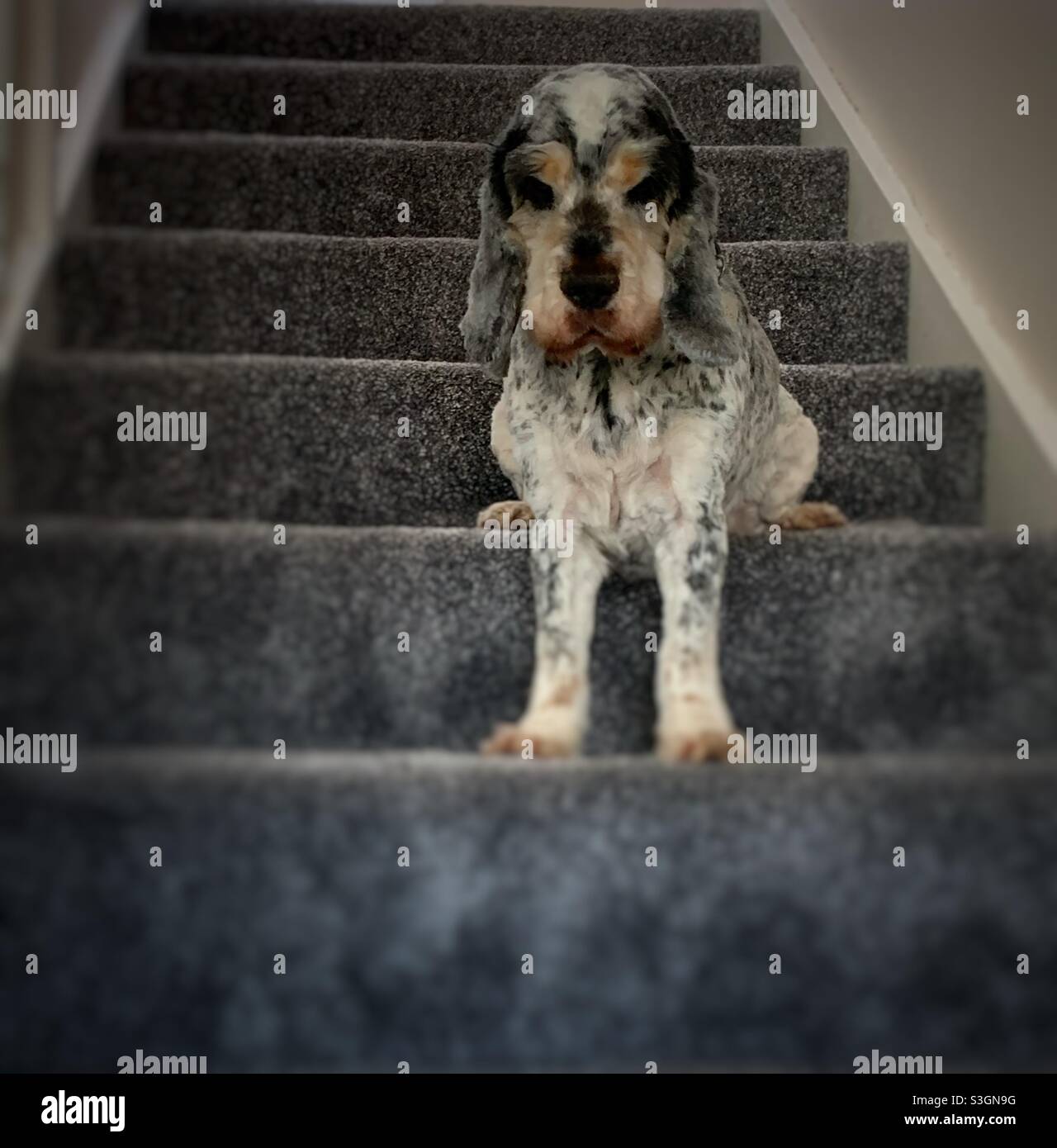 Dog on the Stairs Stock Photo Alamy