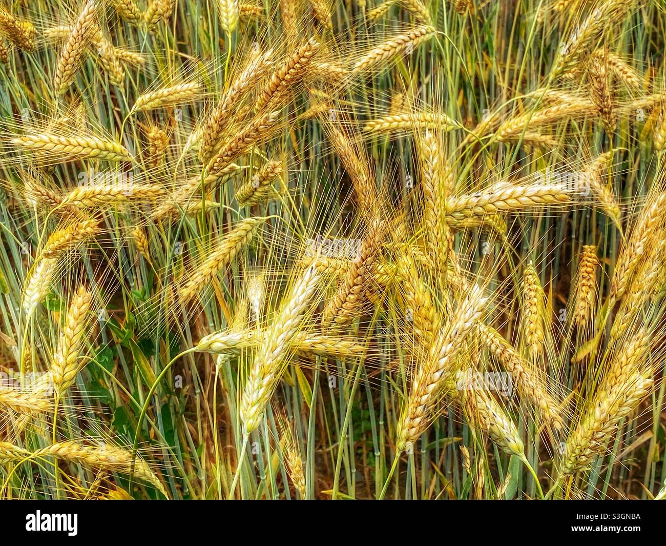 Field of wheat - Smartphone Captured Stock Image