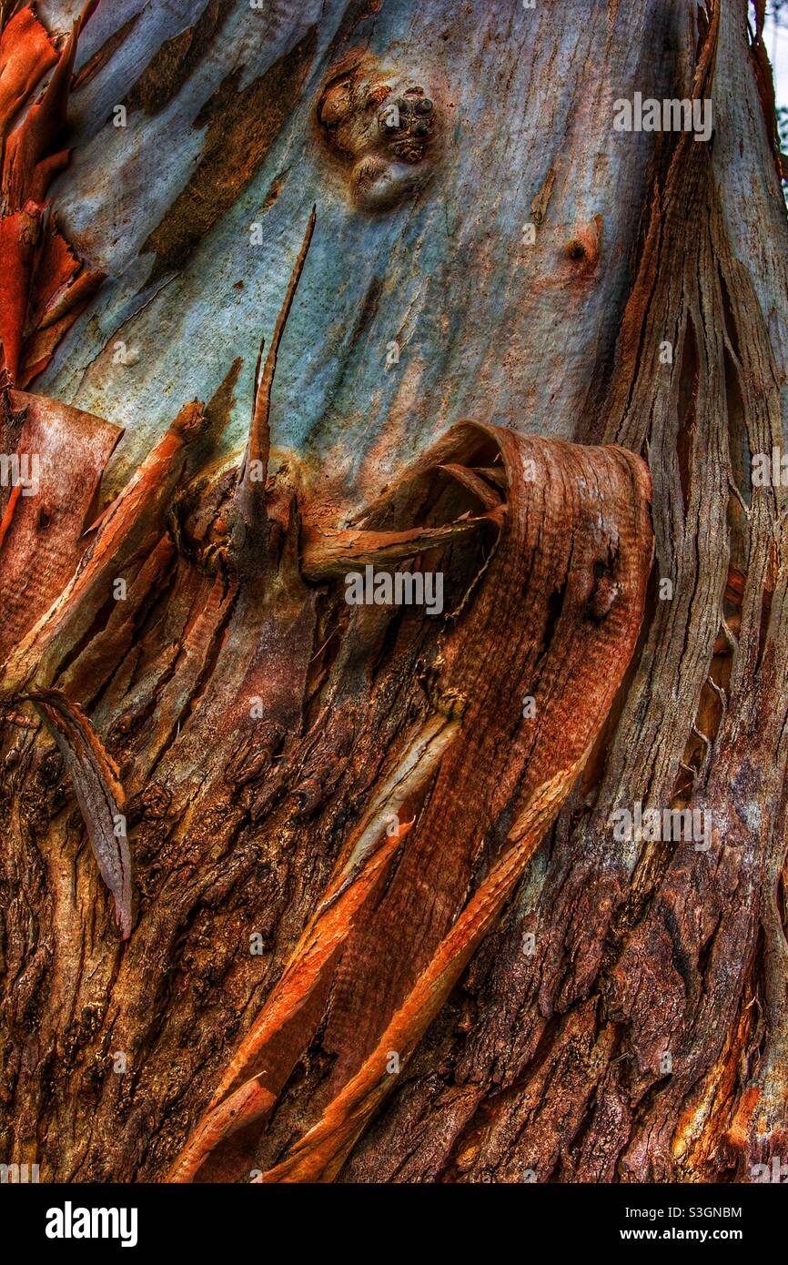 Peeling tree bark Stock Photo Alamy