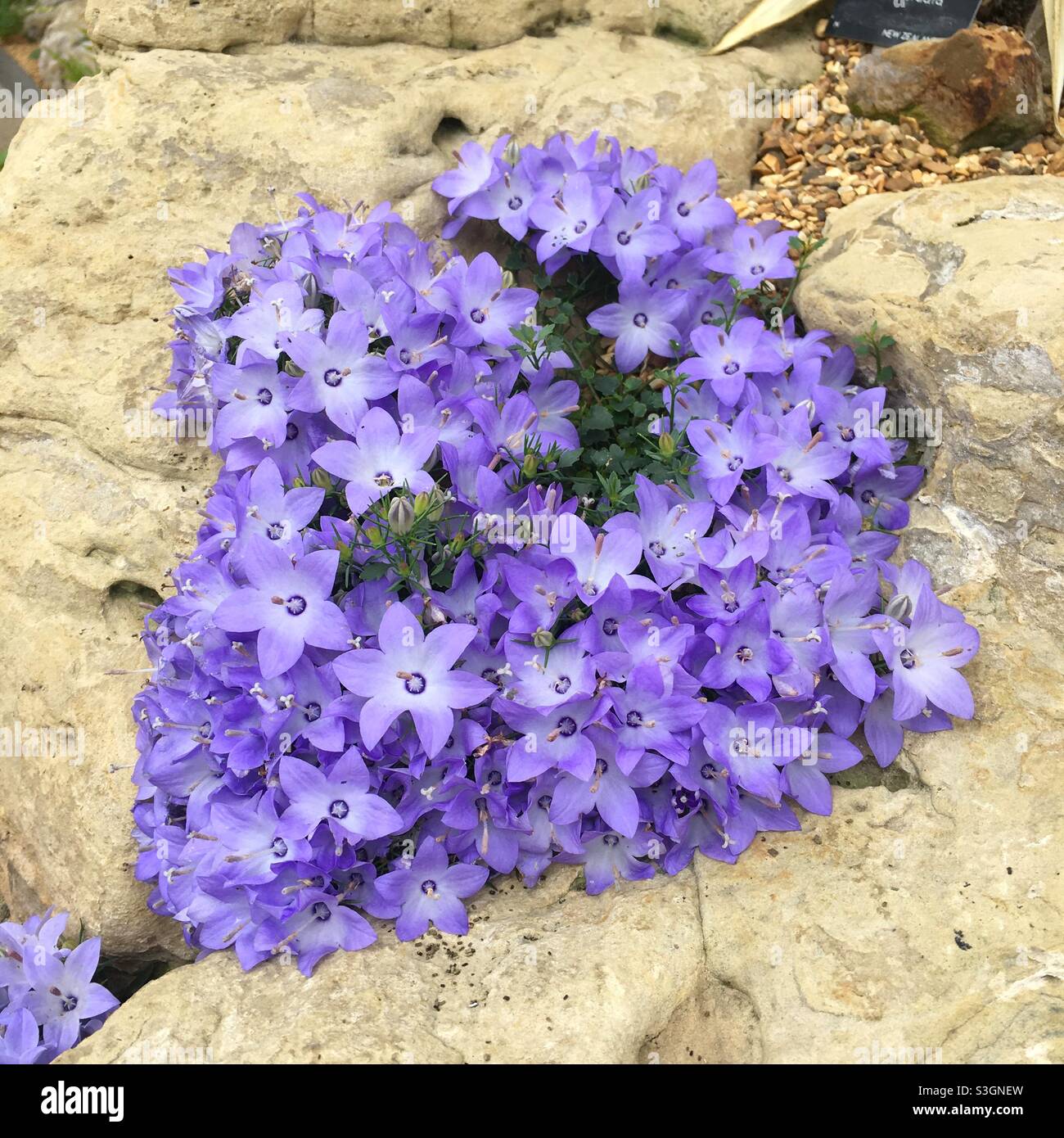 Purple flowers, Adria bellflower, campanula portenschlagiana Stock Photo