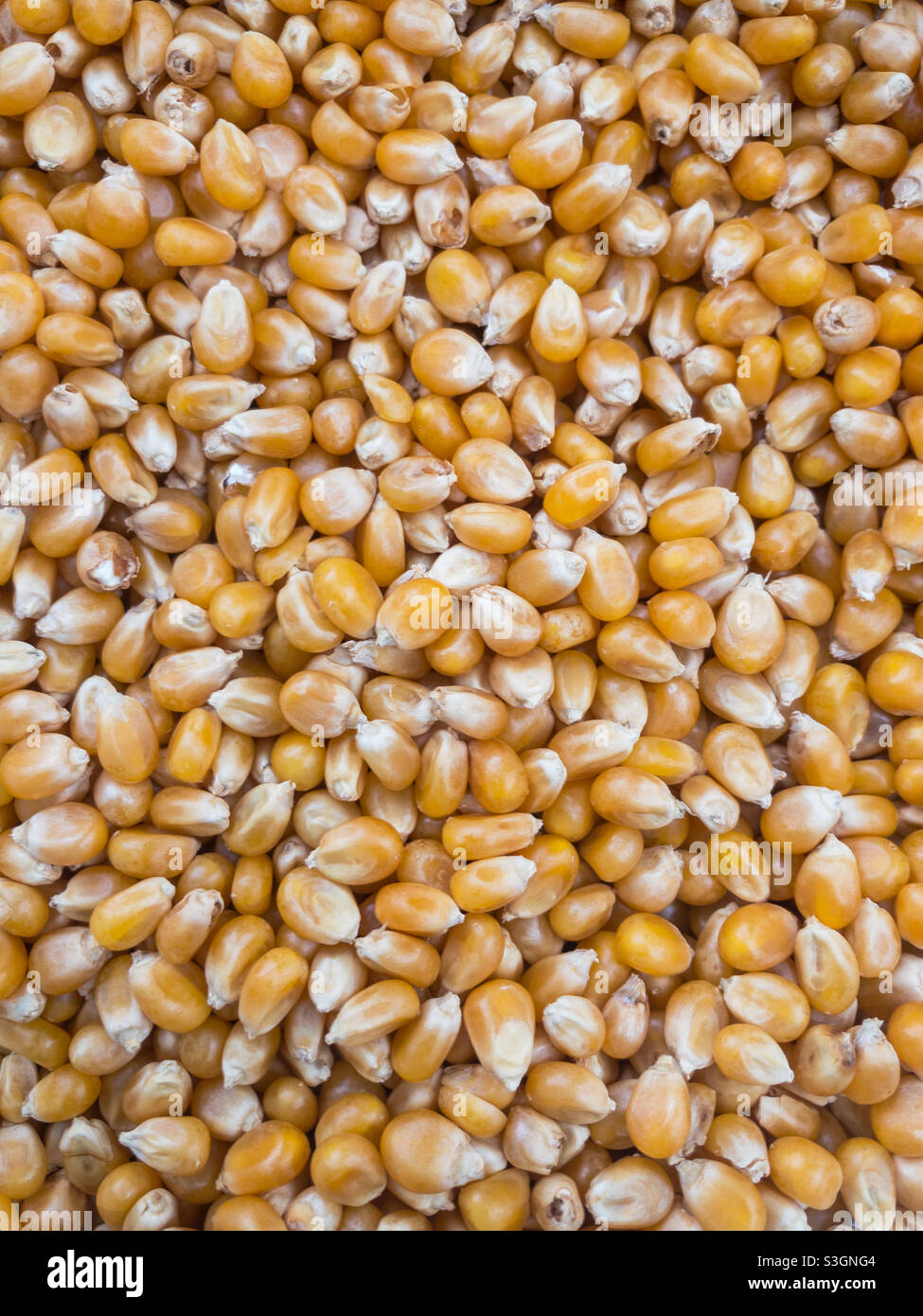 Corn seeds - Smartphone Captured Stock Image