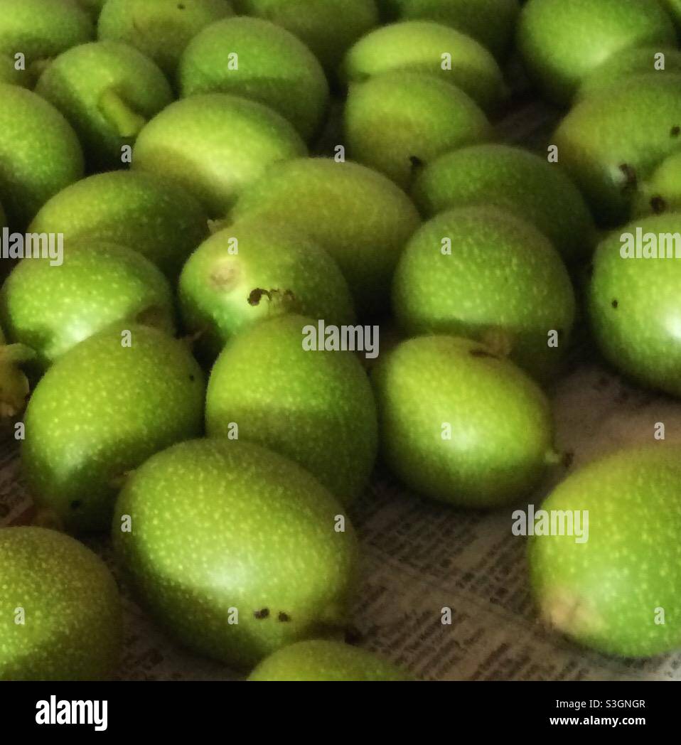 Green walnuts, fresh from the tree Stock Photo