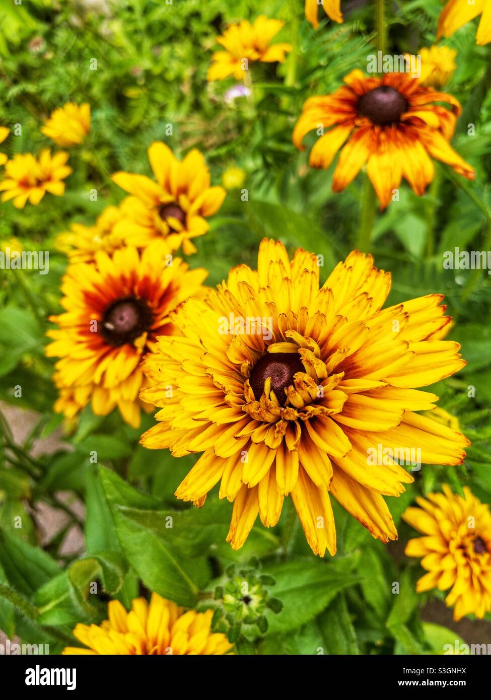 Double flowering rudbeckia in the garden. - Smartphone Captured Stock Image