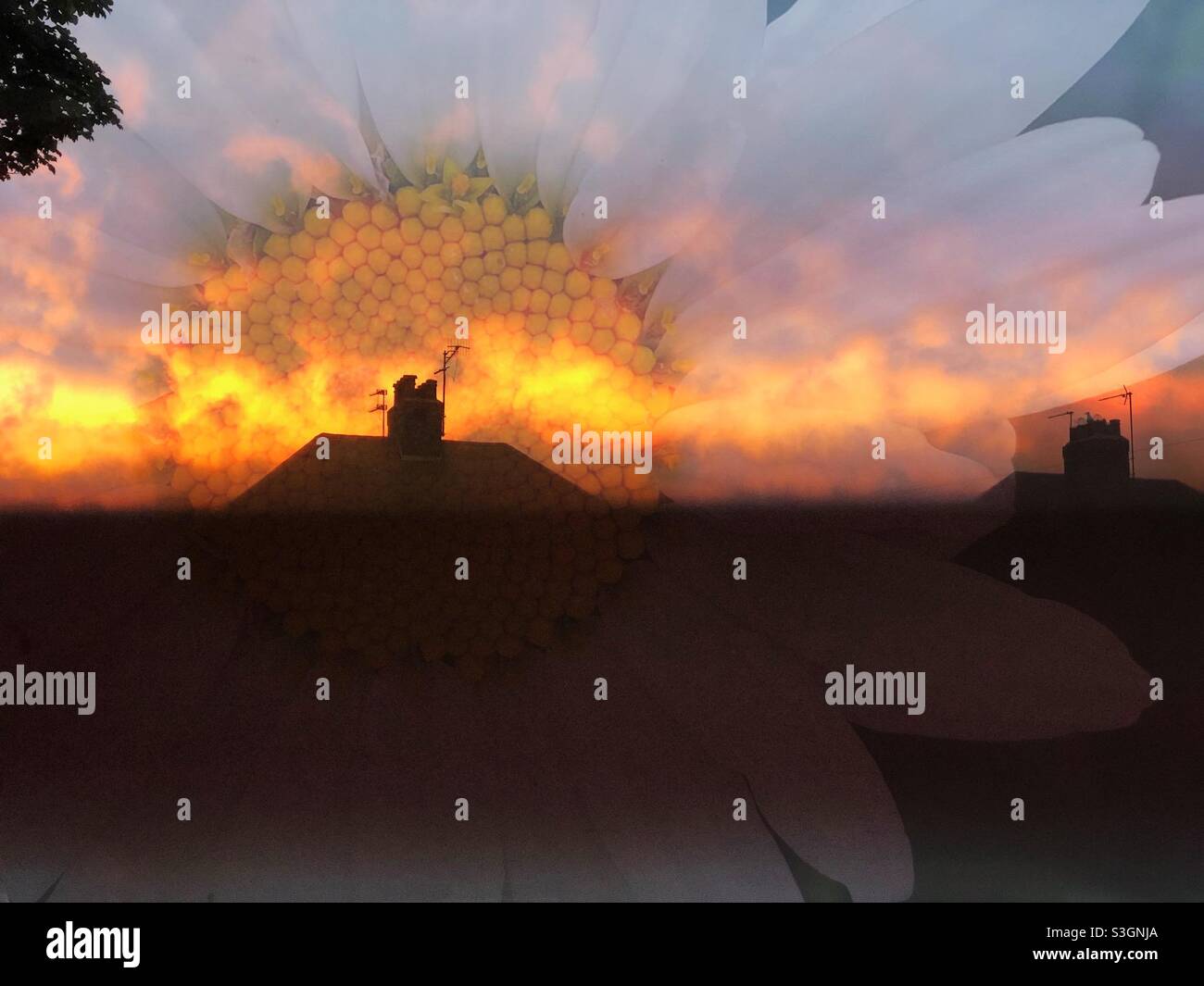 Double exposure sunset and flower - Smartphone Captured Stock Image