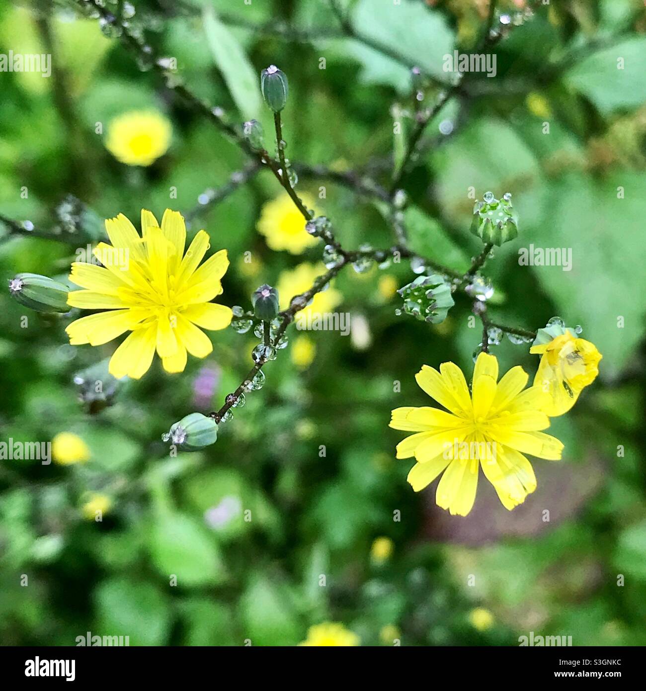 The delicate flowers of the common Nipplewort plant. Stock Photo