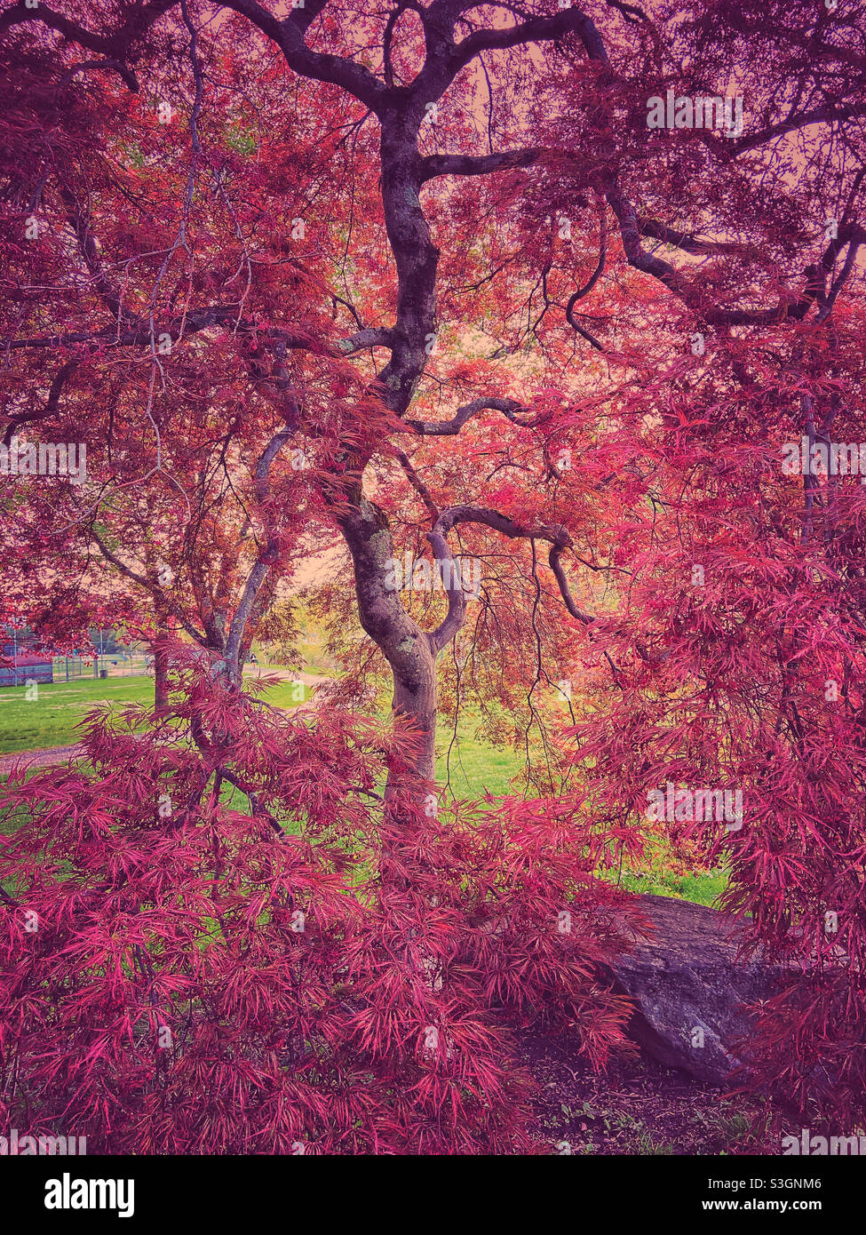 Romantic Japanese maple tree with a Victorian vintage style. Stock Photo