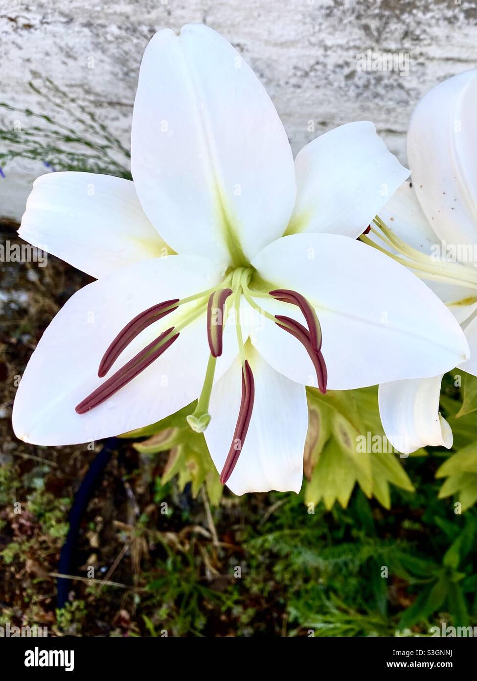 Asiatic lily lilies hi-res stock photography and images - Alamy