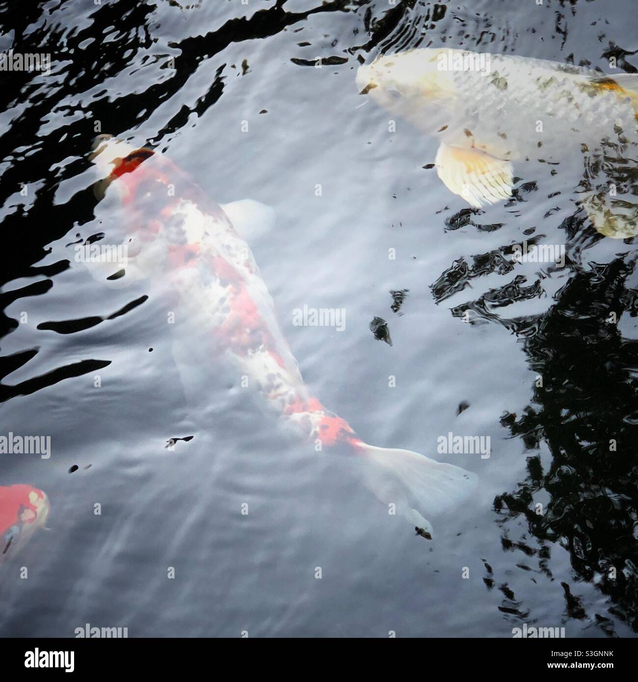 Koi swimming beneath the surface of the water. - Smartphone Captured Stock Image