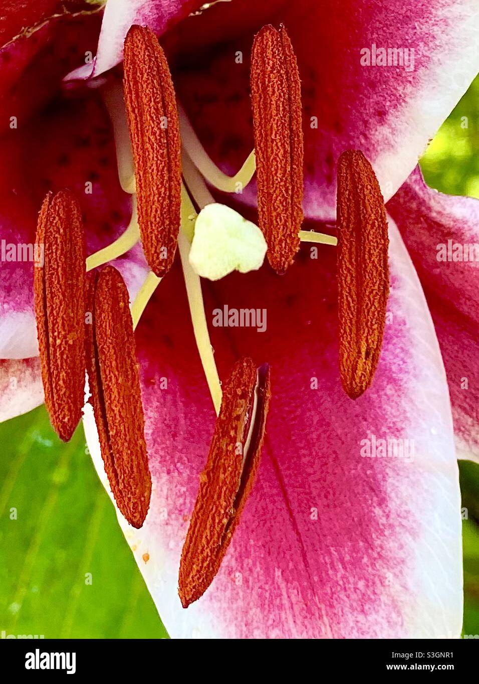 Asiatic Lily with stamens and anthers Stock Photo