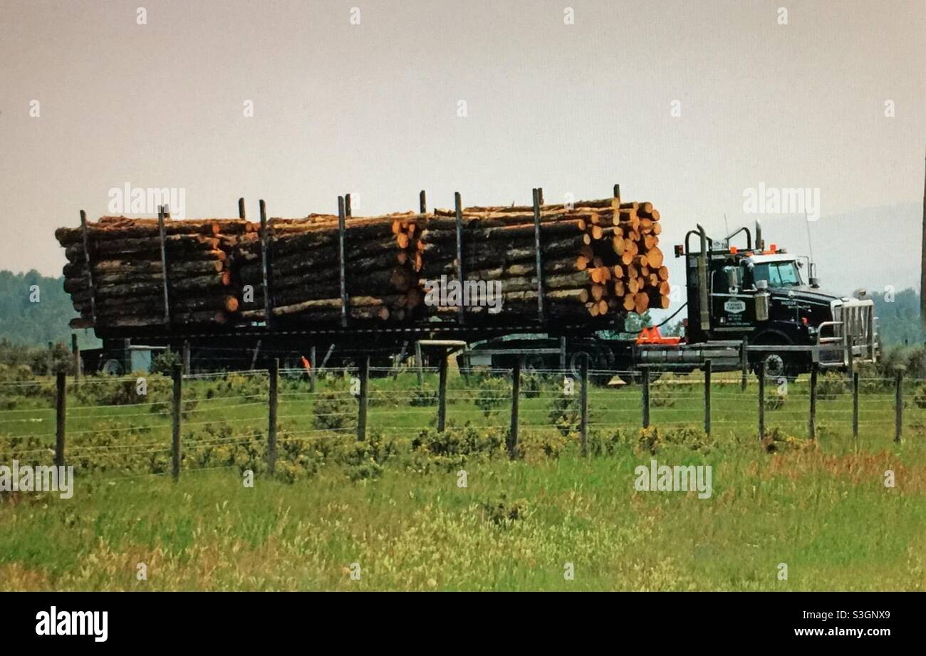 Truck load of logs, timbers, lumber, industry Stock Photo Alamy