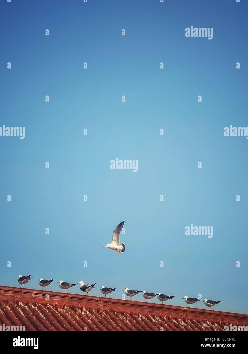 Roof flying birds hi-res stock photography and images - Alamy