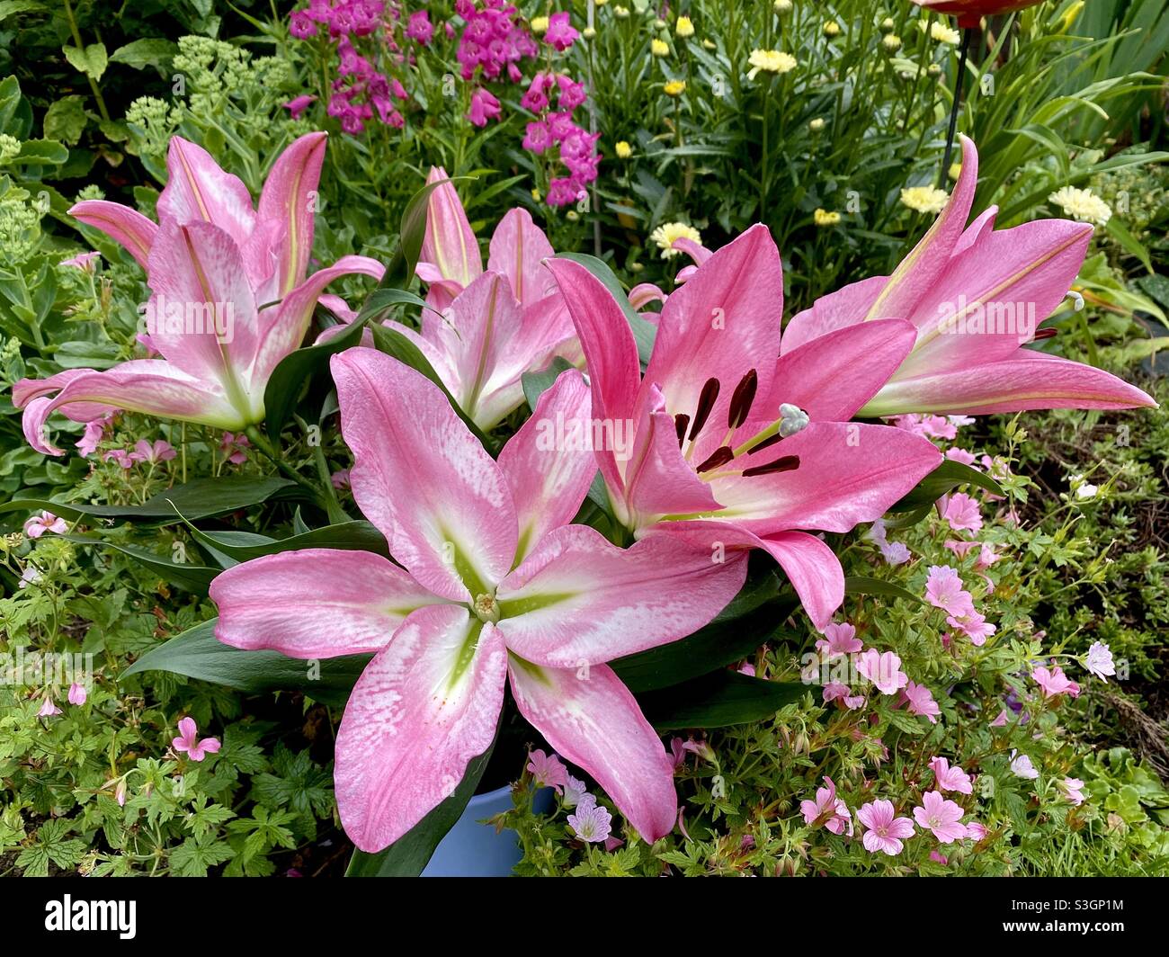Beautiful pink lily flowers in the garden in the summer Stock Photo