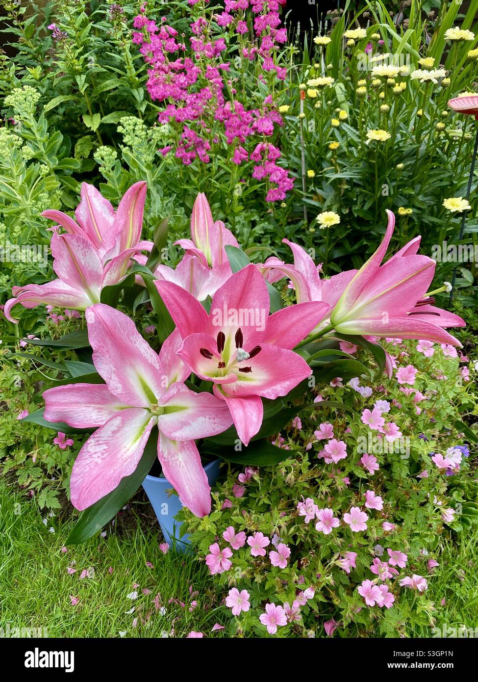 Beautiful pink lily flowers in the garden in summer Stock Photo