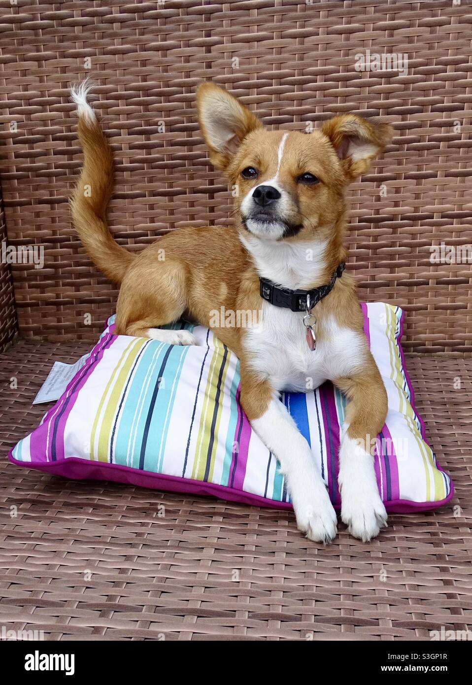 Puppy dog sitting on a colourful cushion in the summer sunshine Stock Photo