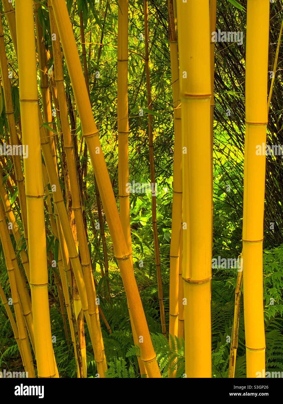 Bamboo grove full frame pattern. Mobile phone photo with some phone or tablet post processing. - Smartphone Captured Stock Image