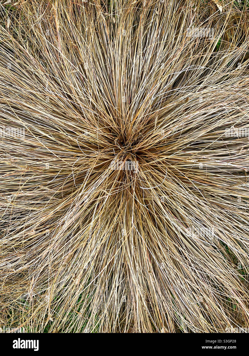 Ornamental grasses full frame texture. Mobile phone photo with some phone or tablet post processing. - Smartphone Captured Stock Image