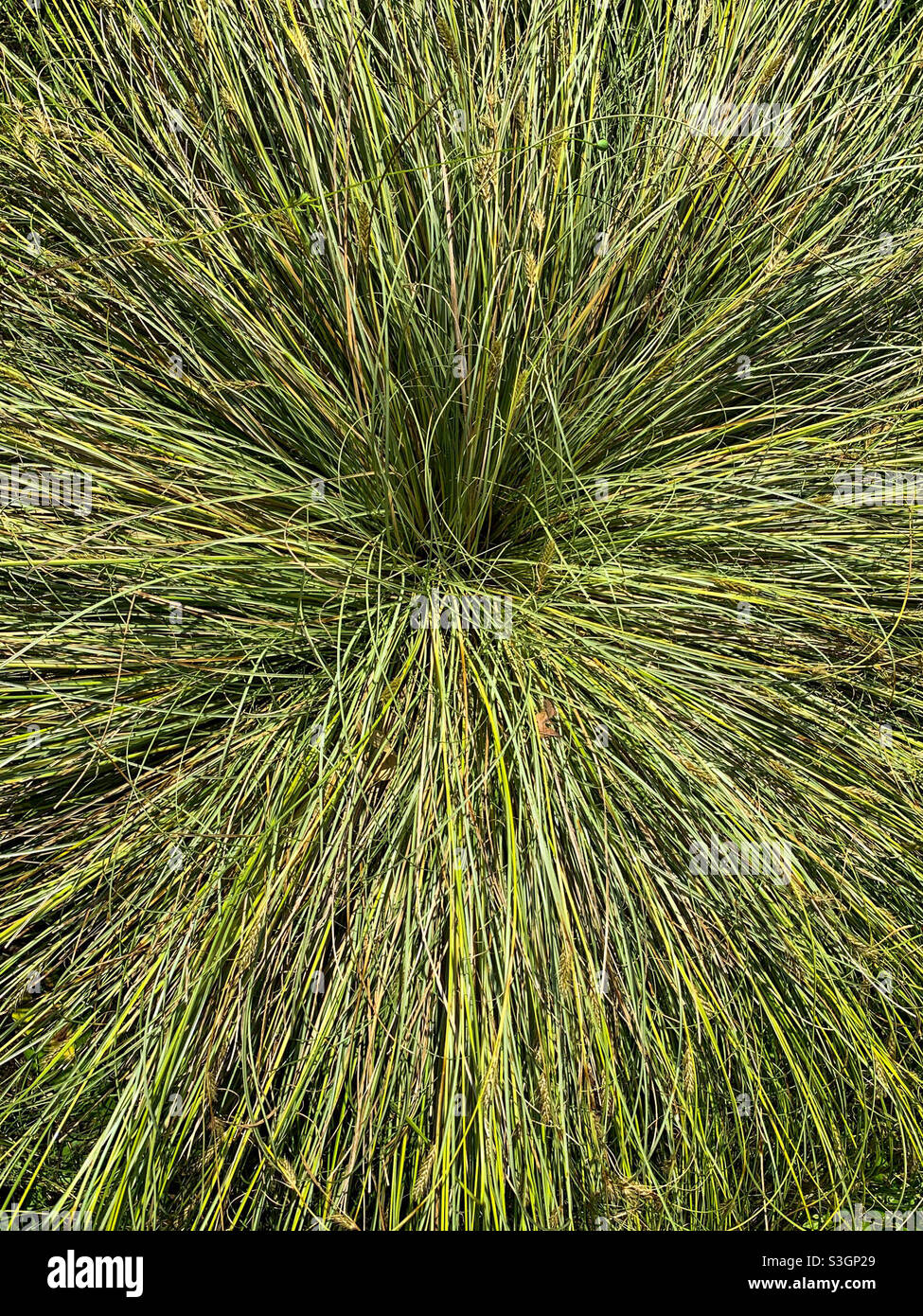 Ornamental grasses full frame texture. Mobile phone photo with some phone or tablet post processing. - Smartphone Captured Stock Image