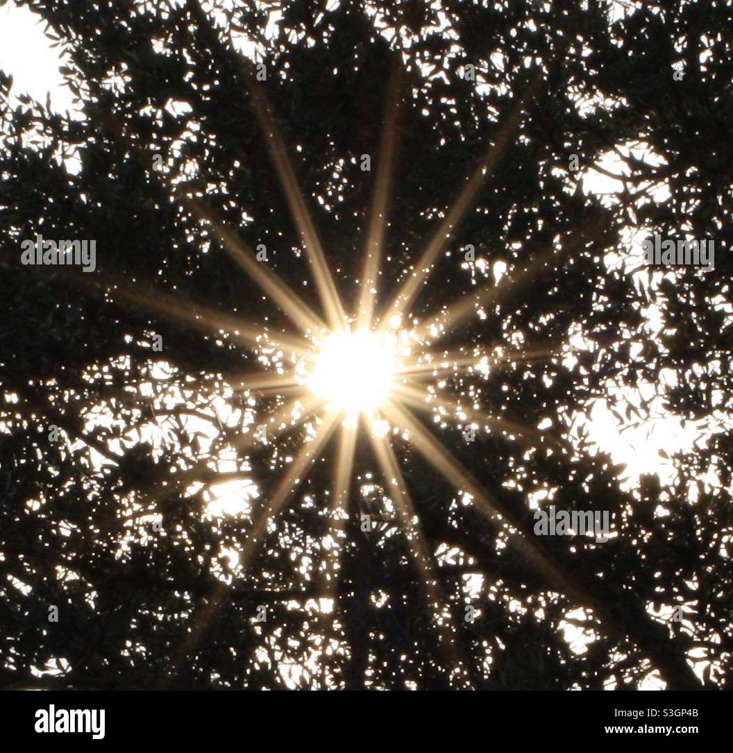 Sunset star burst - Smartphone Captured Stock Image