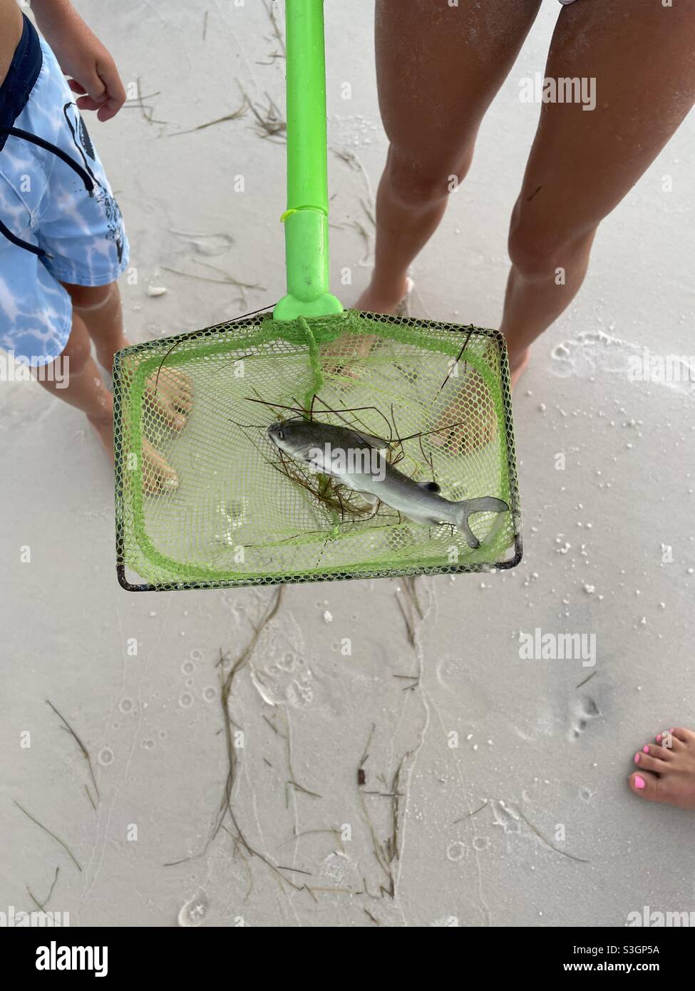 Small catfish in green net - Smartphone Captured Stock Image