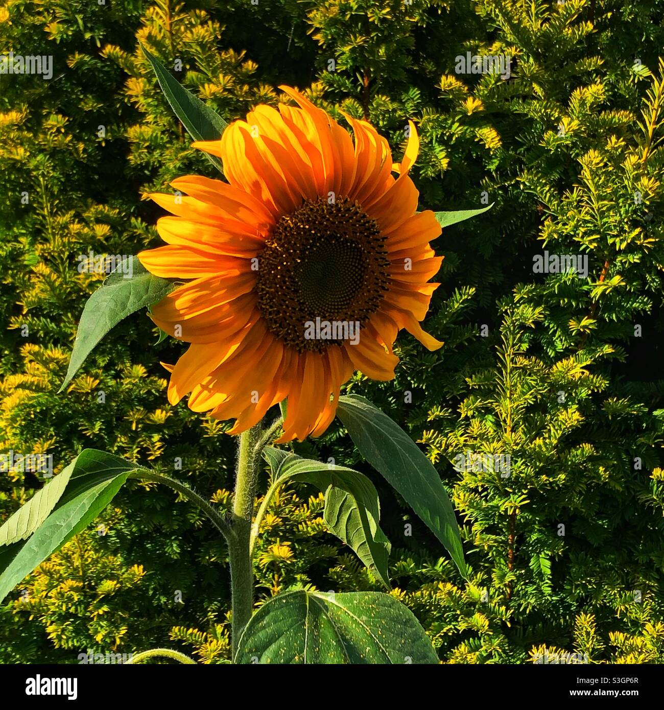 Sunflower in evening sun Stock Photo