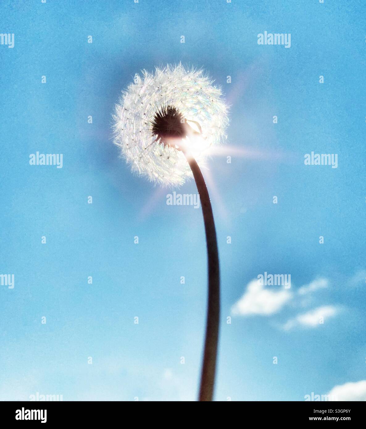 Dandelion seed head from low angle against sun and blue sky Stock Photo