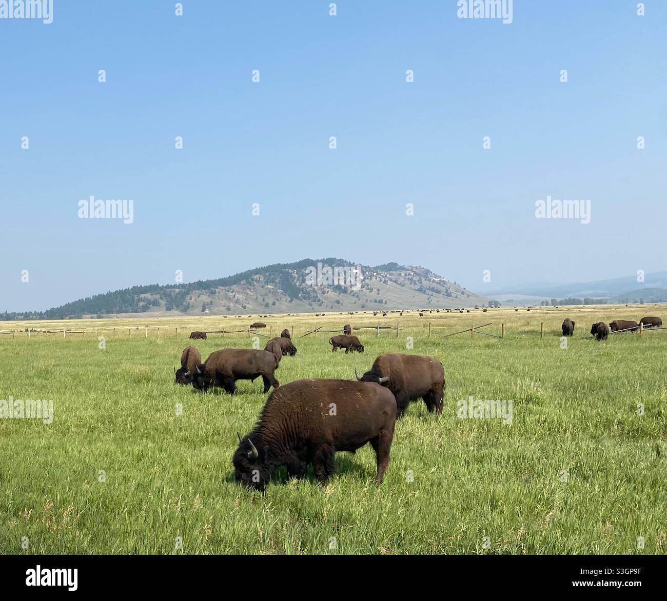 Bison in Grand Teton National Park - Smartphone Captured Stock Image