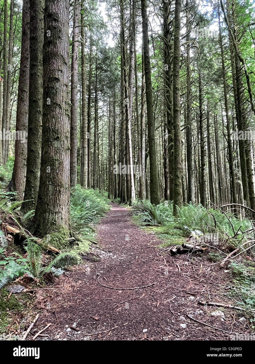 Woodland path ferns hi-res stock photography and images - Alamy