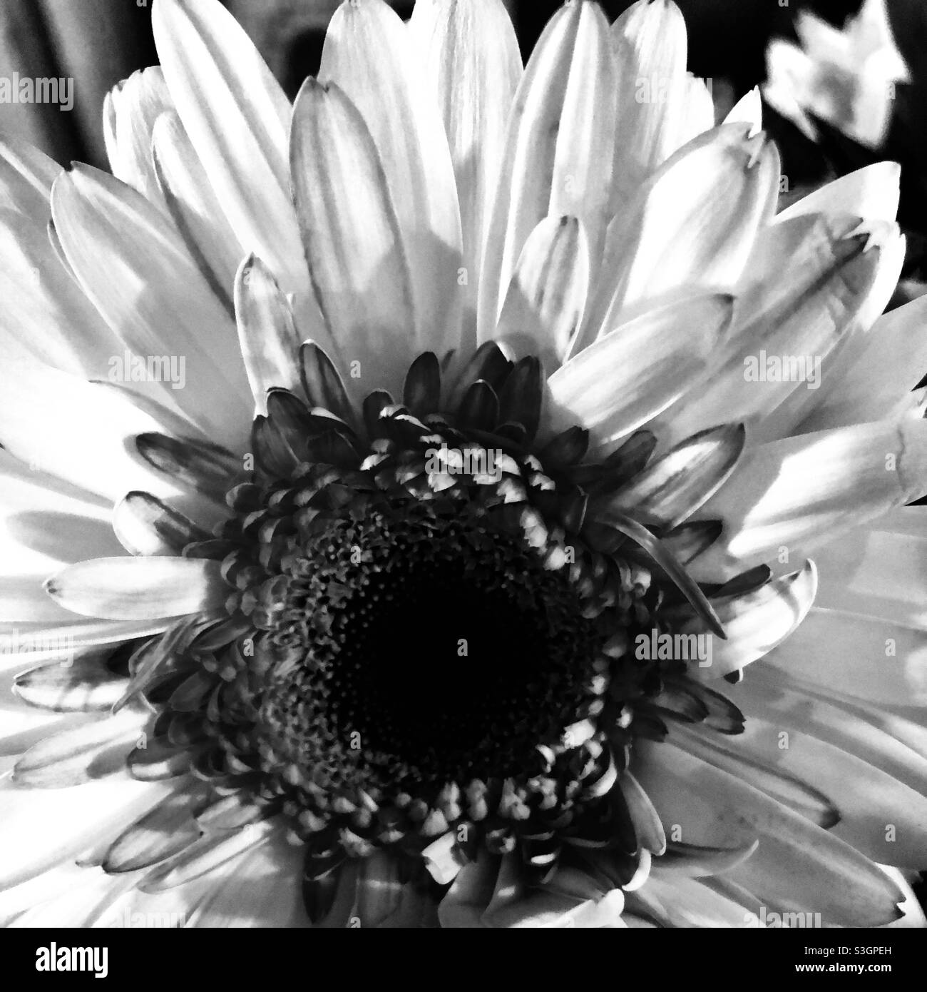 Daisy flower macro Black and White Stock Photos & Images - Alamy