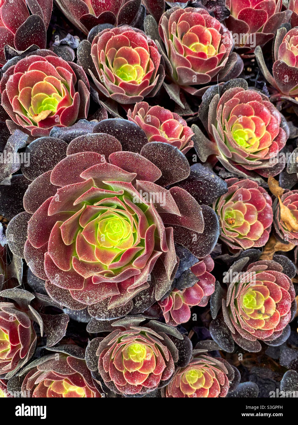 Aeonium succulents thriving in a pot in California Stock Photo