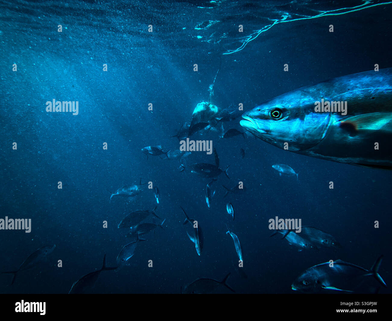 Under water image of Australian yellowtail kingfish Seriola lalandi and silver Trevally Pseudocaranx georgianus swimming together around a bait in deep water Stock Photo