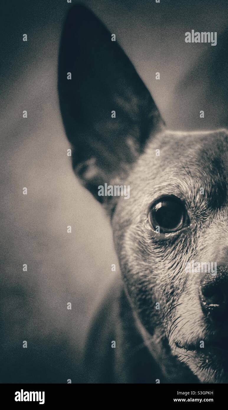 Older Chihuahua staring at the camera - Smartphone Captured Stock Image