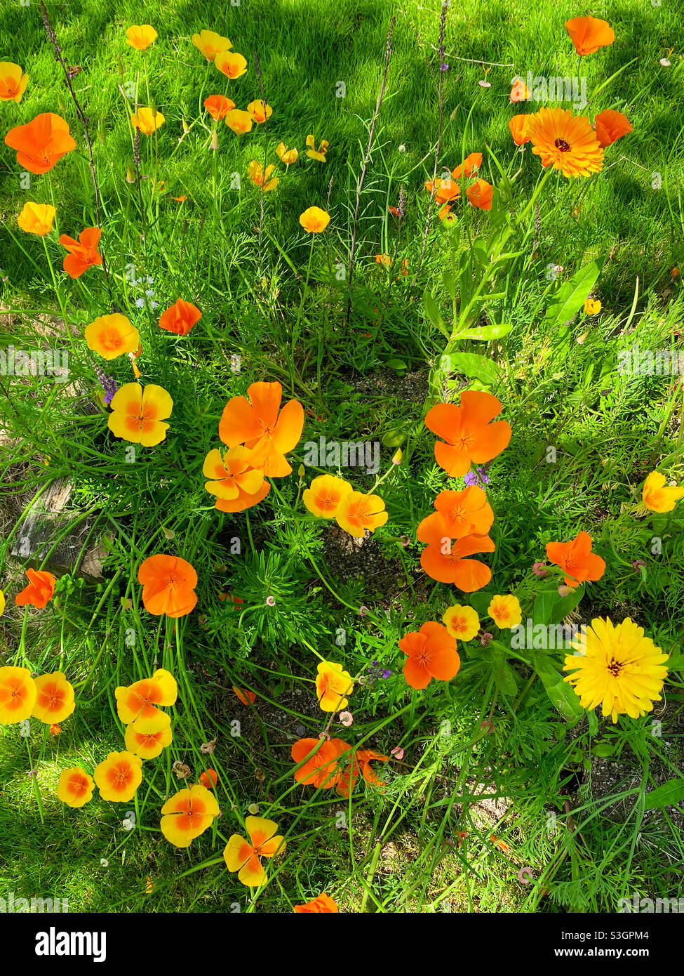 Vibrant orange and yellow Icelandic Poppies in a summer garden border. Mobile phone photo with some phone or tablet post processing. - Smartphone Captured Stock Image
