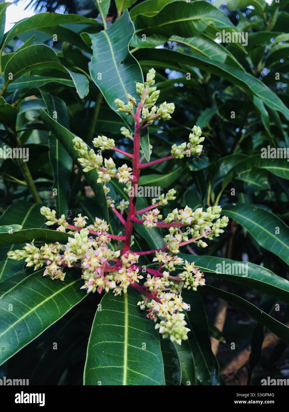 File:MANGO TREE WITH FULL BLOOM.jpg - Wikipedia