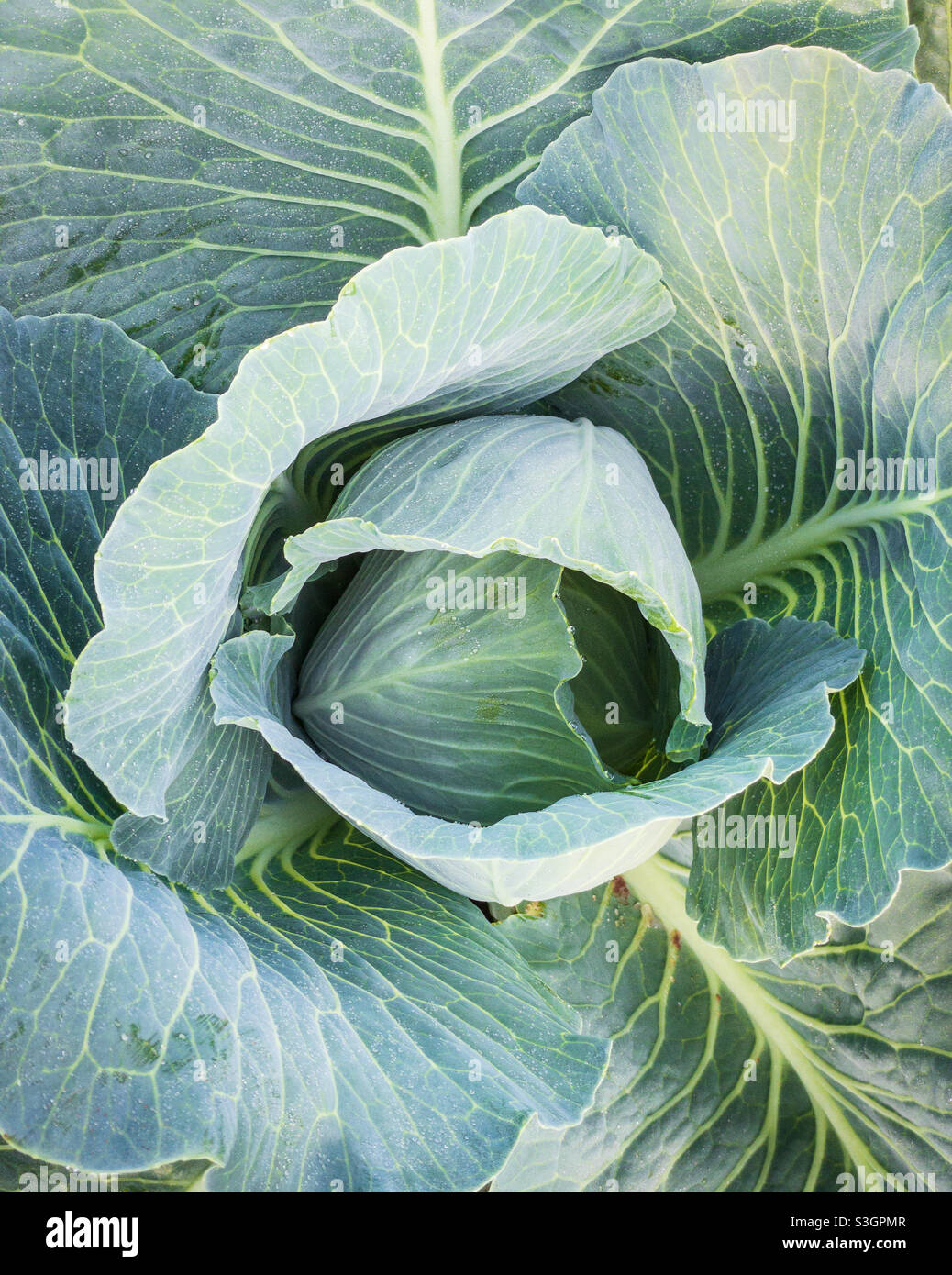 Cabbage head plant hires stock photography and images Alamy