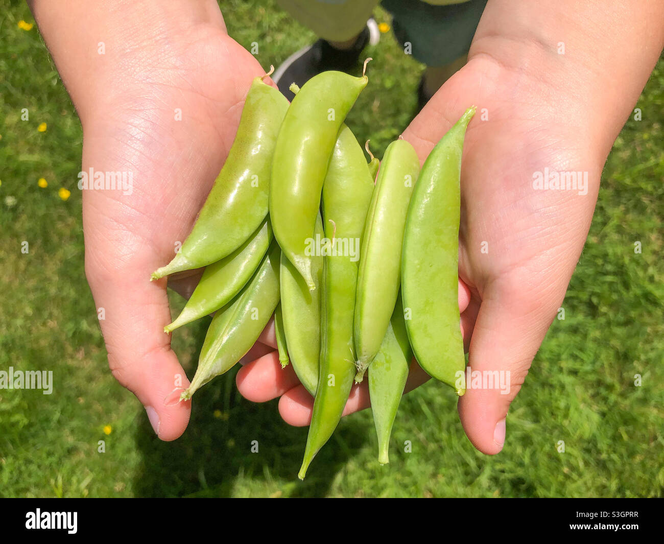 A child holds fresh sugar snap peas picked from the garden. - Smartphone Captured Stock Image
