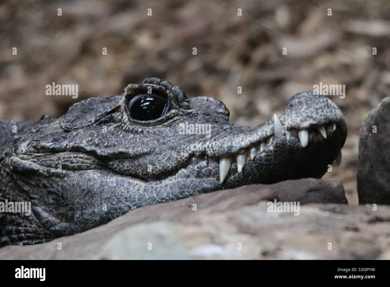 Baby alligator - Smartphone Captured Stock Image