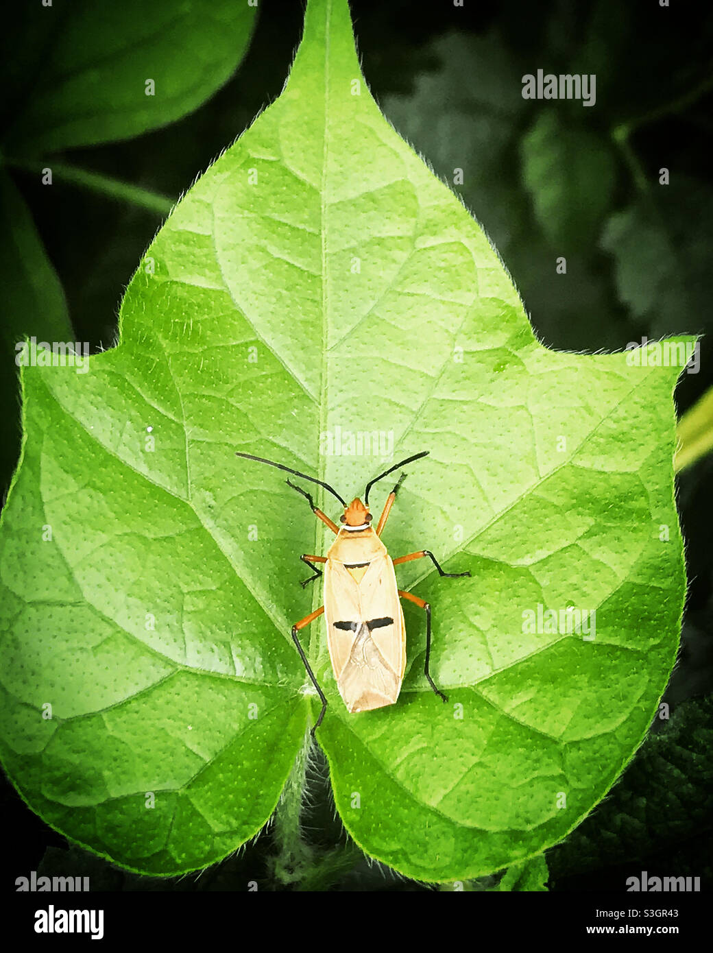 A small insect perches on a green leaf in Mexico - Smartphone Captured Stock Image