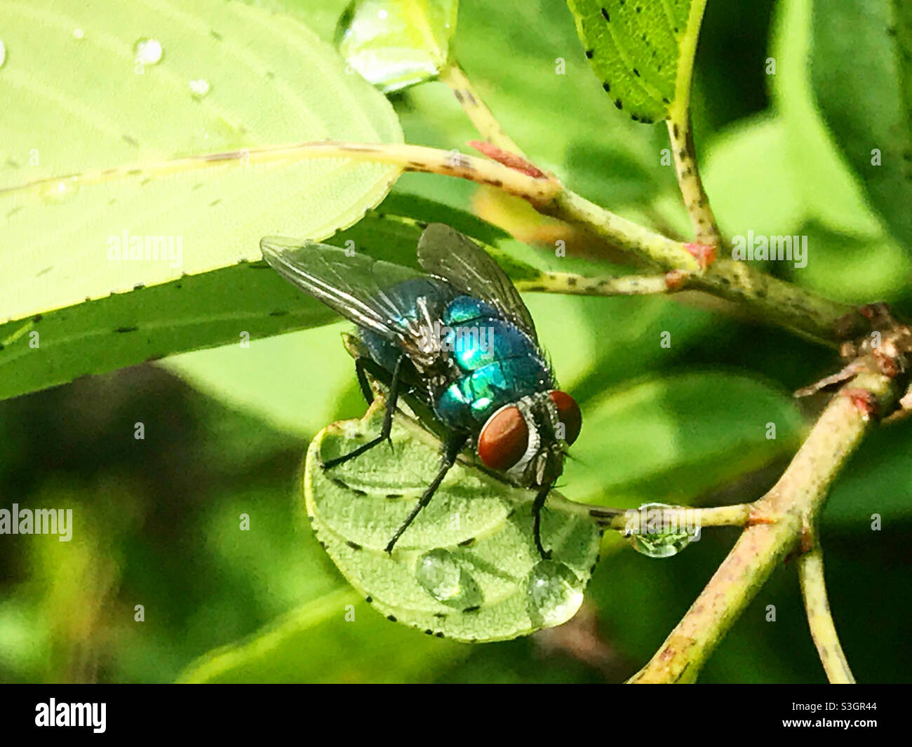 A blue fly drinks water in a green leaf in Mexico - Smartphone Captured Stock Image